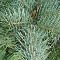 Abies concolor rameau 2